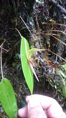 Pleurothallis sarcochila
