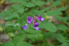 Lathyrus nevadensis