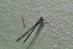Argia immunda
