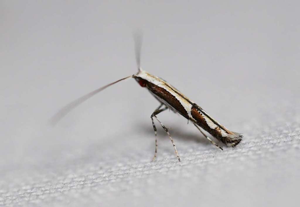 Acrocercops ophiodes