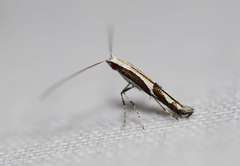 Acrocercops ophiodes