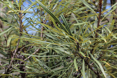 Banksia aquilonia
