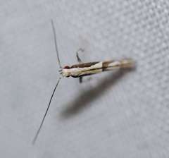 Acrocercops ophiodes