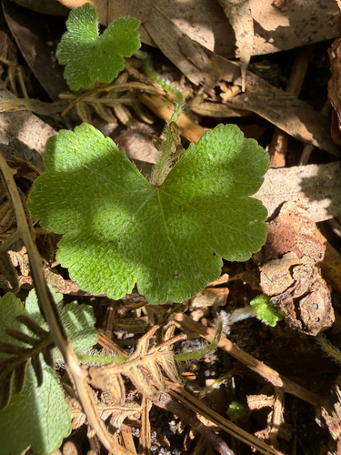 Hydrocotyle hirta, 2026-09-28
