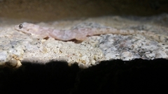 Phyllodactylus unctus