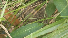 Crotalus ruber lucasensis