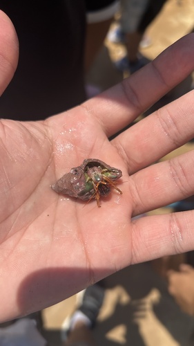 Orangeclaw Hermit Crab