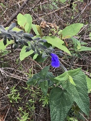 Salvia urica