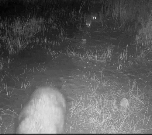 Common Raccoon