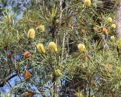 Banksia aquilonia