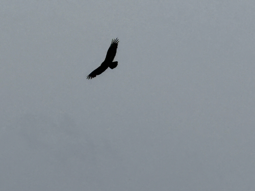 Turkey Vulture