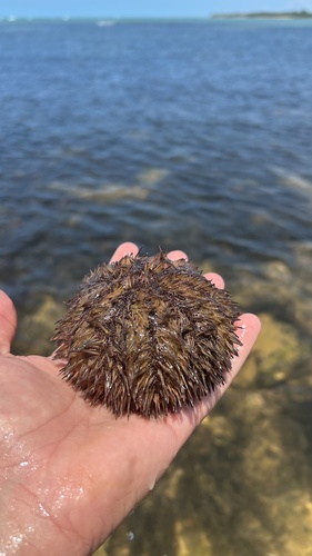 Variegated Sea Urchin