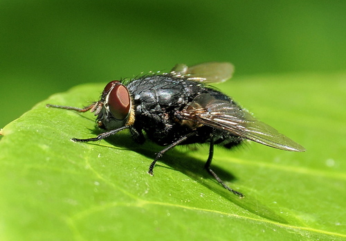 Calliphora vomitoria, 2026-09-28