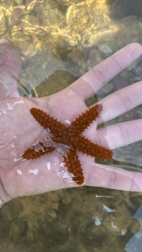 Brazilian red sea star