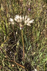 Allium unifolium