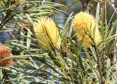 Banksia aquilonia