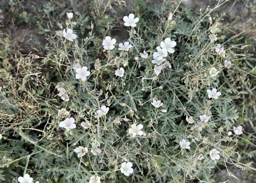 Hill geranium (Geranium collinum)