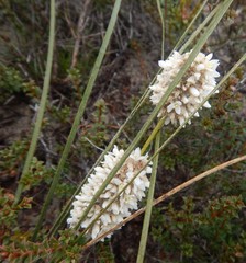 Lomandra leucocephala