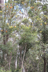 Banksia aquilonia