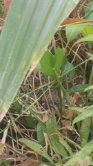 Crotalus ruber lucasensis