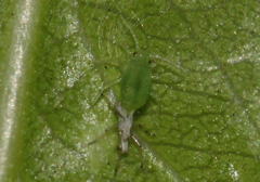 Aphis pomi