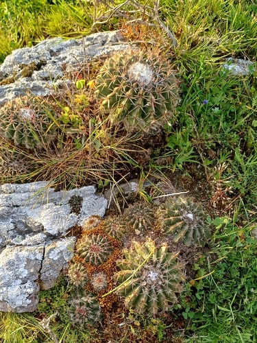 Parodia erinaceus