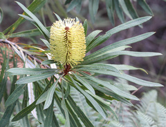 Banksia aquilonia