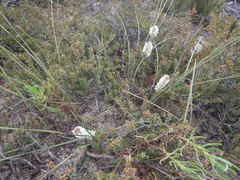 Lomandra leucocephala