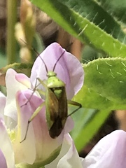 Closterotomus