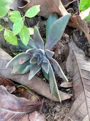 Echeveria bifida