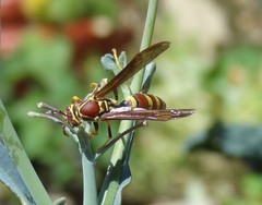 Polistes exclamans
