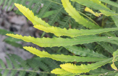Banksia aquilonia