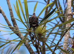Banksia aquilonia