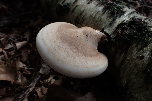 birch polypore
