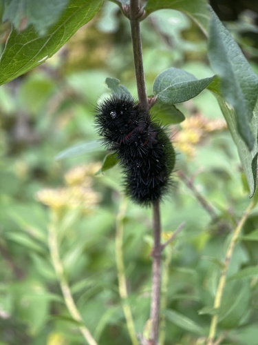 Giant Leopard Moth