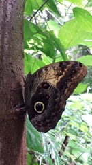 Caligo telamonius memnon