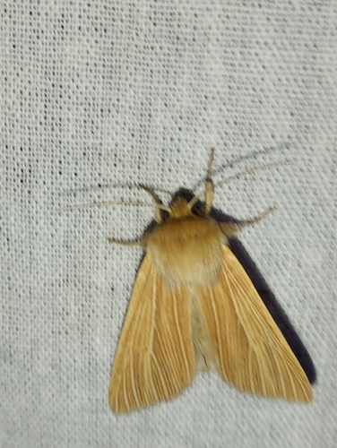 Common Wainscot