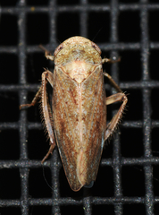 Paraphlepsius continuus