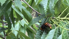 Vespa mandarinia japonica