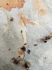 Oxycarenus luctuosus