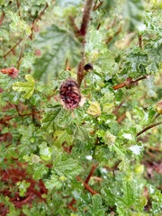 Oxycarenus luctuosus