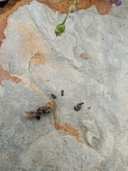 Oxycarenus luctuosus