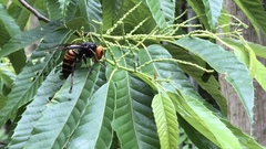 Vespa mandarinia japonica