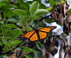 Danaus plexippus