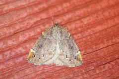 Spodolepis substriataria