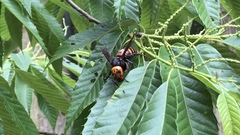 Vespa mandarinia japonica