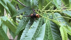 Vespa mandarinia japonica