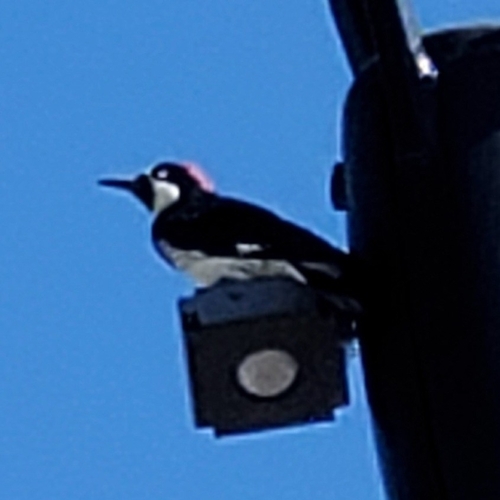 Acorn Woodpecker