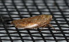 Paraphlepsius continuus