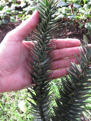 Araucaria